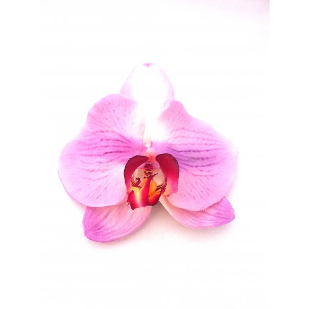 Orkide - b�rnesp�nde