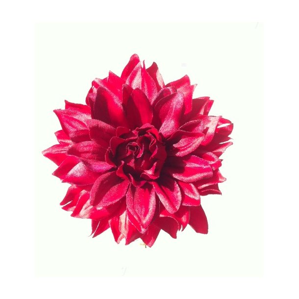 Dahlia Eliza - r�d