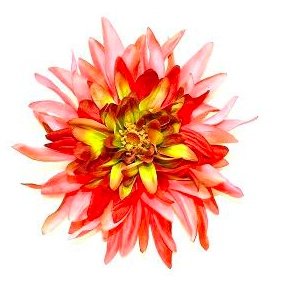 Stjerne Dhalia - rde nuancer