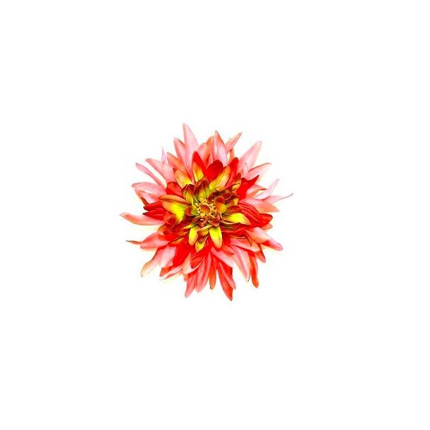 Stjerne Dhalia - rde nuancer