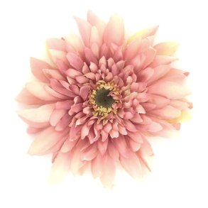Gerbera rosa