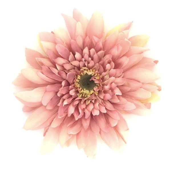 Gerbera rosa